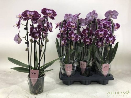 Phalaenopsis 'Reims' Lepkeorchidea 3 szálas