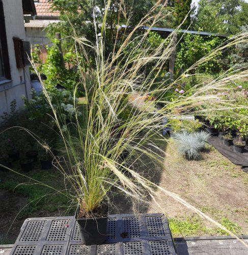 Mexikói árvalányhaj (Stipa tenuissima) Pony Tails