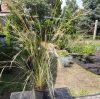 Mexikói árvalányhaj (Stipa tenuissima) Pony Tails