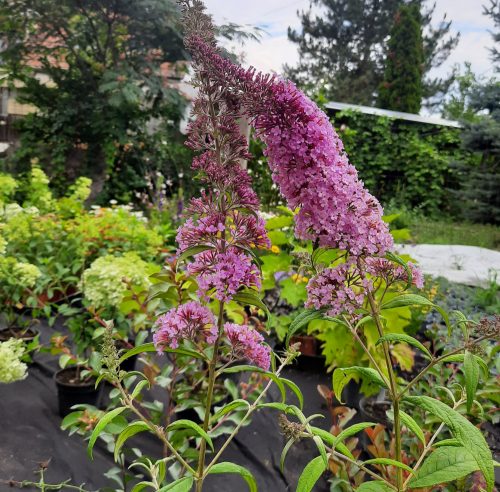 Nyáriorgona (Buddleja davidii) Pink delight