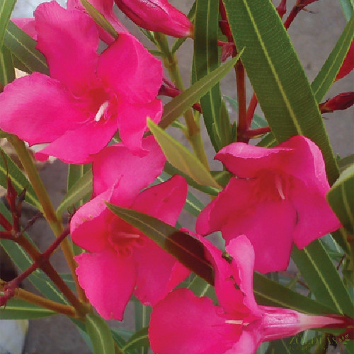 Leander (Nerium oleander) Magenta