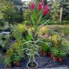 Leander (Nerium oleander) Magenta