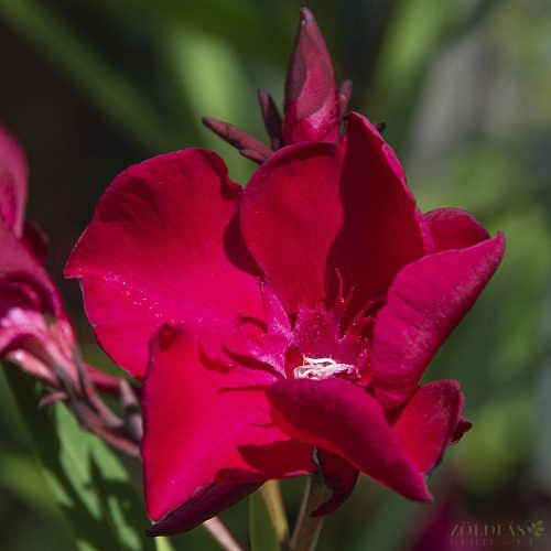 Leander (Nerium oleander) Lona