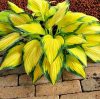 Hosta "Orange Marmalade" Árnyékliliom