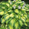 Hosta "Pauls Glory" Árnyékliliom