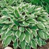 Hosta undulata Albomarginata Árnyékliliom