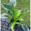 Hosta undulata Albomarginata Árnyékliliom