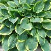 Hosta fortunei Aureomarginata Árnyékliliom