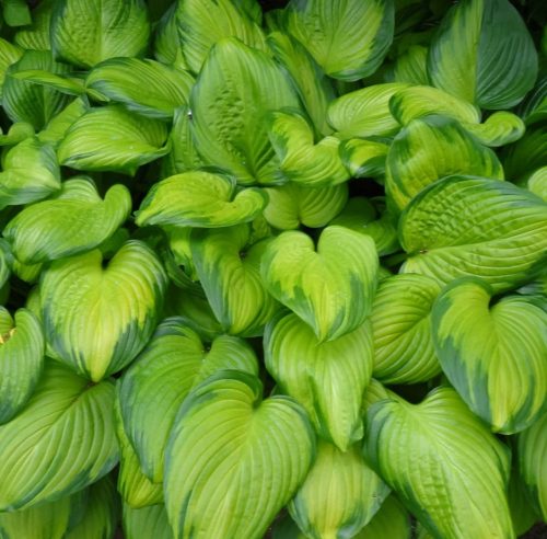 Hosta "Guacamole" Árnyékliliom