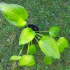 Hosta "Guacamole" Árnyékliliom