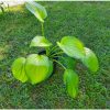 Hosta "Guacamole" Árnyékliliom