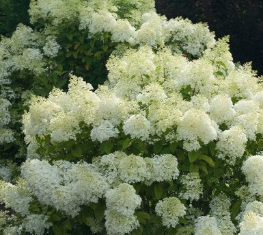 Hydrangea paniculata (Bugás hortenzia)