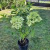 Hydrangea paniculata (Bugás hortenzia)