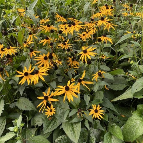 Pompás kúpvirág (Rudbeckia fulgida) Speciosa