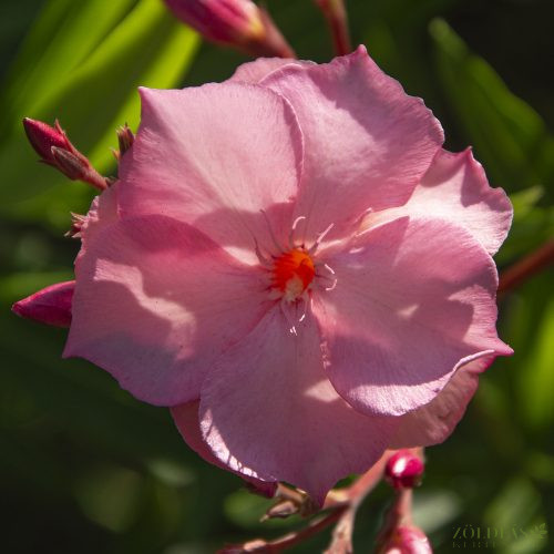 Leander (Nerium oleander) Mrs. Roeding