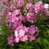 Bugás lángvirág (Phlox paniculata) Rose