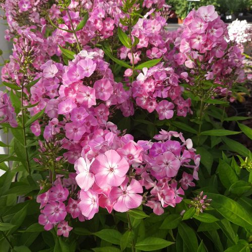 Bugás lángvirág (Phlox paniculata) Rose