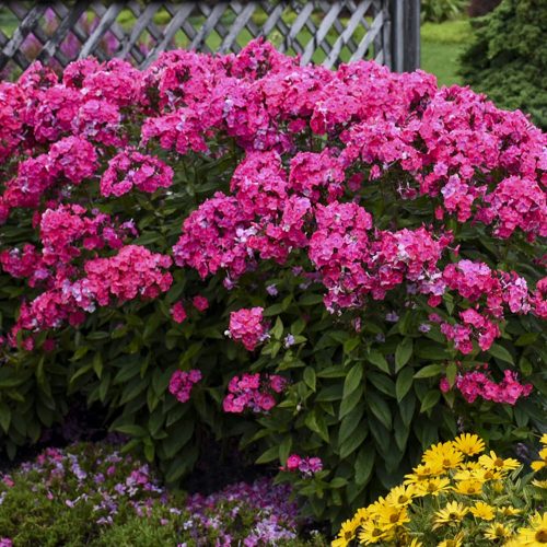 Bugás lángvirág (Phlox paniculata) 'Glamour Girl'