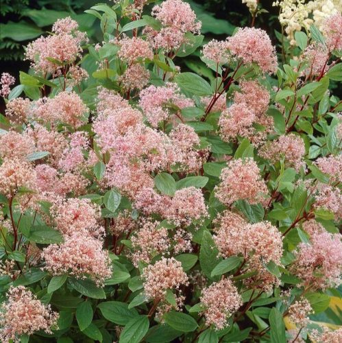 Rózsaszín virágú táskavirág (Ceanothus padillus) Marie Simon