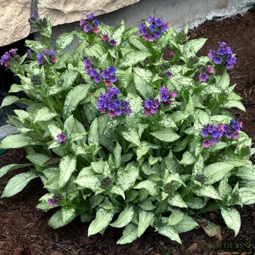 Pulmonaria ‘Silver Scimitar’ Tüdőfű