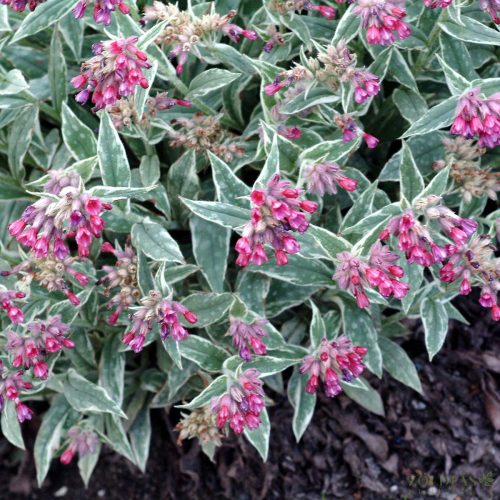 Pulmonaria ‘Raspberry Frost' Tüdőfű