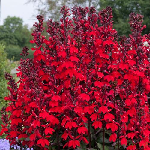 Pompás Lobélia (Lobelia speciosa) Fan Scarlet