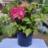 Kerti hortenzia (Hydrangea macrophylla) Dutch Ladies Selma