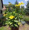 Kokárdavirág (Gaillardia aristata) Messa Yellow