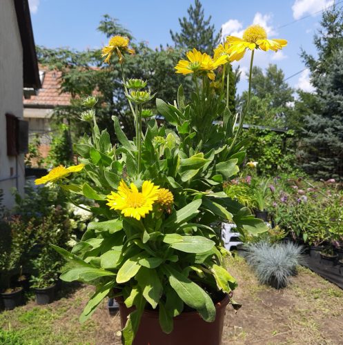 Kokárdavirág (Gaillardia aristata) Messa Yellow