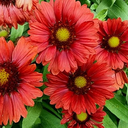 Kokárdavirág (Gaillardia aristata) 'Burgunder'