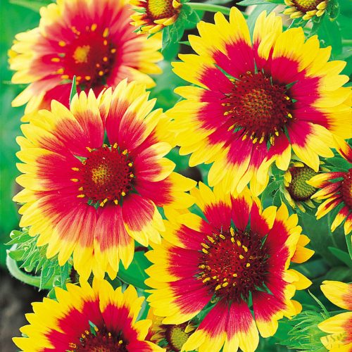 Kokárdavirág (Gaillardia aristata) 'Kobold'