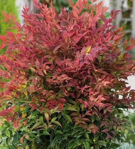 Japán szentfa (Nandina domestica) 