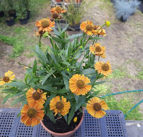 Őszi napfényvirág (Helenium autumnale) HayDay Orange