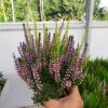 Csarab (Calluna vulgaris) Starlight Trio