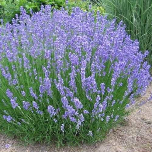 Levendula (Lavandula angustifolia) 'Phenomenal'