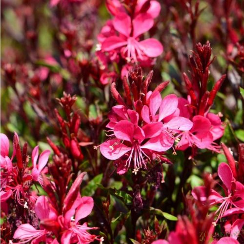 Évelő díszgyertya (Gaura lindheimeri) Gaudi Medium Red