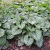 Kaukázusi nefelejcs (Brunnera macrophylla) 'Silver Spear'