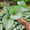 Kaukázusi nefelejcs (Brunnera macrophylla) 'Silver Spear'