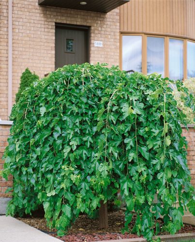 Szomorú Eperfa (Morus alba) 'Pendula' 200cm-en oltott TK 6/8