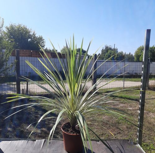 Déli bunkóliliom (Crodyline australis) Variegata 