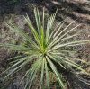 Déli bunkóliliom (Crodyline australis) Variegata 