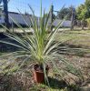 Déli bunkóliliom (Crodyline australis) Variegata 