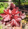 Heuchera 'Forever Red' Tűzeső