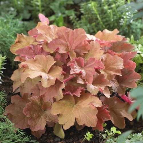 Heuchera "Caramel" Tűzeső