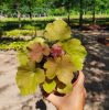 Heuchera "Caramel" Tűzeső