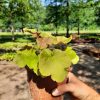 Heuchera "Caramel" Tűzeső