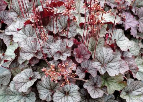 Heuchera "Northern Exposure Silver" Tűzeső