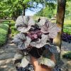 Heuchera "Northern Exposure Silver" Tűzeső