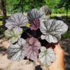 Heuchera "Northern Exposure Silver" Tűzeső