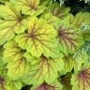 Heuchera "Red Lightning" Tűzeső